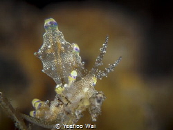 Eubranchus mandapamensis
Tulamben, Bali by Yeehoo Wai 